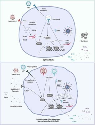 Dysregulated Inflammation During Obesity: Driving Disease Severity in Influenza Virus and SARS-CoV-2 Infections